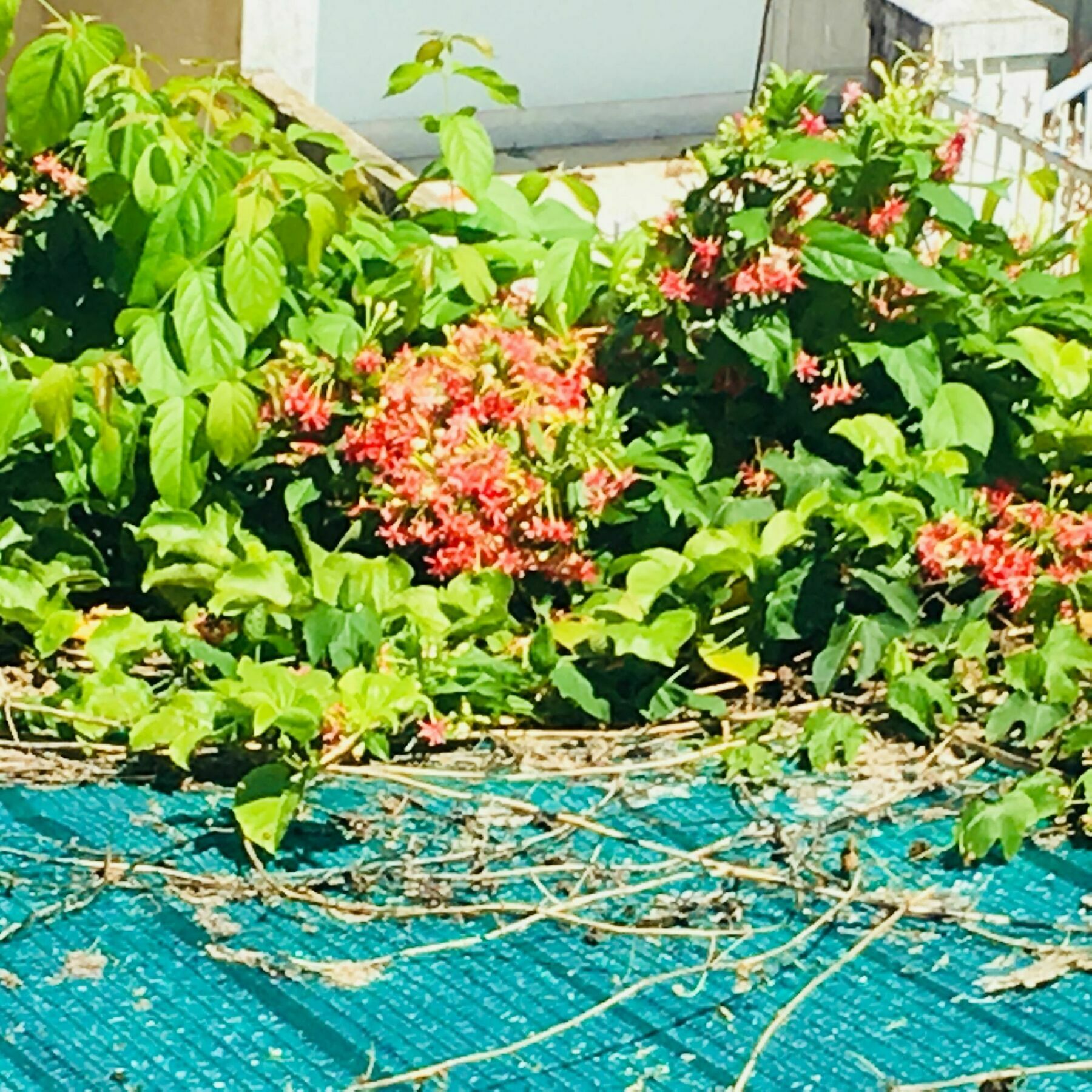Nha Minh Homestay Đà Nẵng Ngoại thất bức ảnh